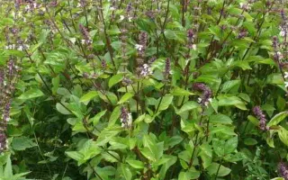 ЖЕМЧУЖИНА ПОДМОСКОВЬЯ