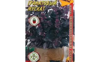 ГРАНАТОВЫЙ МУСКАТ