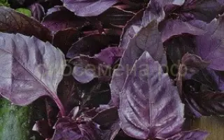 МАЛИНОВЫЙ МУСКАТ