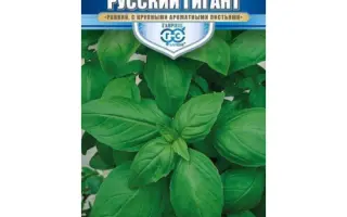 РУССКИЙ ГИГАНТ ЗЕЛЕНЫЙ