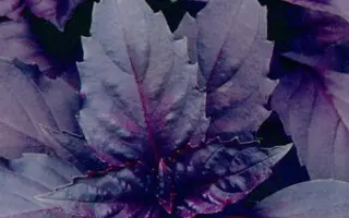 РУССКИЙ ГИГАНТ ФИОЛЕТОВЫЙ