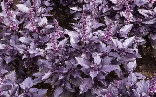 ЕРЕВАНСКИЙ