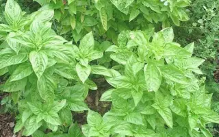 ГУРМАН ГВОЗДИЧНЫЙ