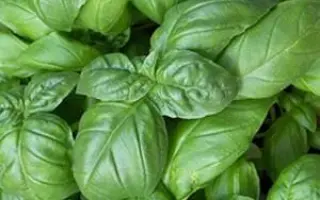 ЗЕЛЕНЫЙ АРОМАТНЫЙ