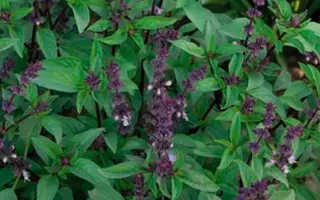 ГУРМАН АНИСОВЫЙ