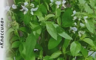 АРОМАТ ЛИМОНА