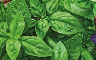 СОВЕРШЕНСТВО