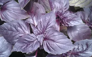 МАВРИТАНСКИЙ