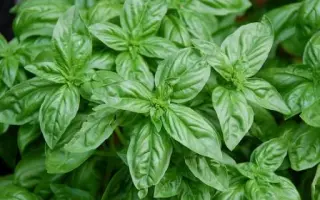 ЛИМОННЫЙ АРОМАТ