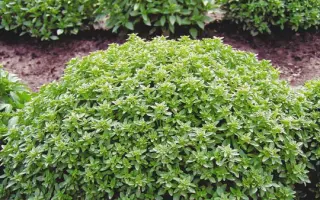 ГВОЗДИЧНЫЙ АРОМАТ