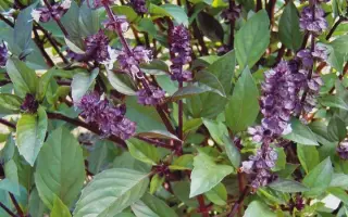 АНИСОВЫЙ АРОМАТ