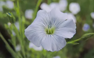 ПСКОВСКИЙ 85