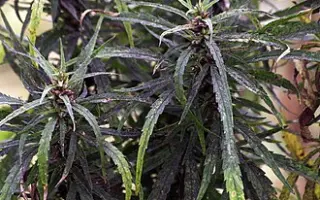 ЗОЛОТОНОШСКАЯ ЮСО 11