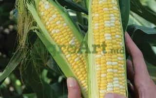 КАМБЕРЛЭНД