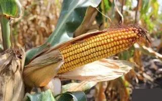 ЛАДОЖСКИЙ САХАРНЫЙ 250 СВ