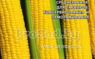 ЗОЛОТОЙ ЛЕД