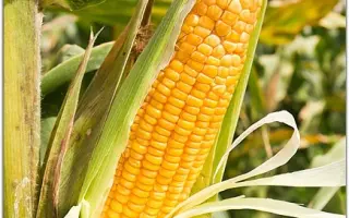 САХАРНЫЙ ПОЧАТОК