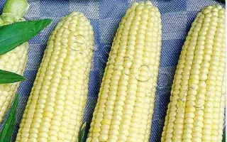 БЕЛОЕ ОБЛАКО