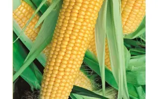 СУПЕР САНДАНС