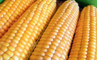 МЕЧТА ГУРМАНА