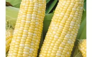 КУБАНСКИЙ БИКОЛОР