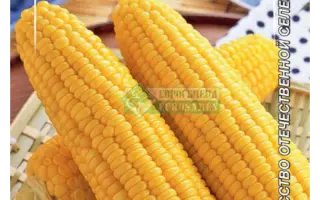 КУБАНСКИЙ САХАРНЫЙ 210