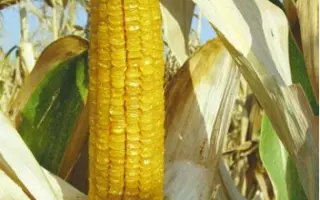 КРАСНОДАРСКИЙ САХАРНЫЙ 280 СВ