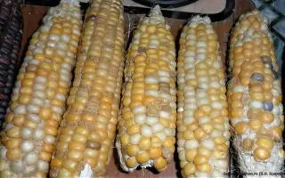 ПОРУМБЕНЬ 339 МВ