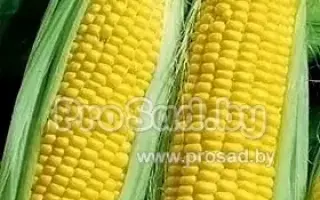 ПОРУМБЕНЬ 199 СВ