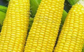 РАННЯЯ ЛАКОМКА 121