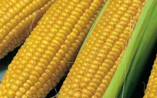 УТРЕННЯЯ ПЕСНЯ