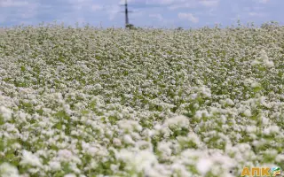 АМУРСКАЯ МЕСТНАЯ