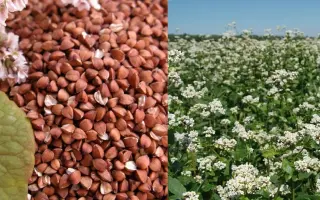 БОЛЬШЕВИК 4