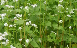 НЕКТАРНИЦА