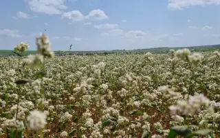 ИЛИШЕВСКАЯ