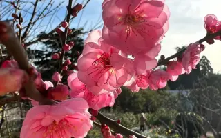 РОЗОВАЯ ТУМАННОСТЬ