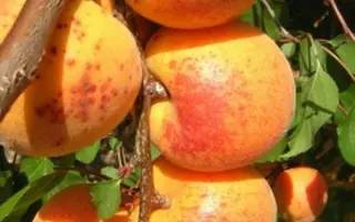 БУРЕВЕСТНИК