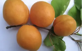 ПРОФЕССОР СМЫКОВ