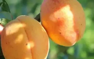 АНАНАСНЫЙ ЦЮРУПИНСКИЙ