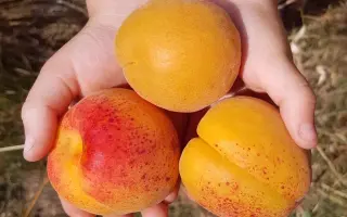 КРЫМСКИЙ АМУР