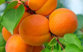 ПАМЯТИ АГЕЕВОЙ