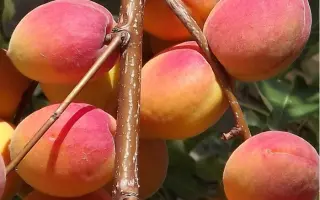 САРАТОВСКИЙ РУБИН