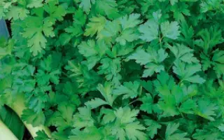 МАЛАХИТОВЫЙ ТИТАН