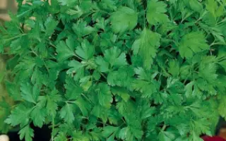 СВЕЖИЙ ВЕТЕР