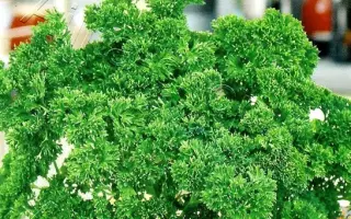 КУДРЯШКА СЬЮ