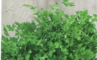 ГУСИНЫЕ ЛАПКИ