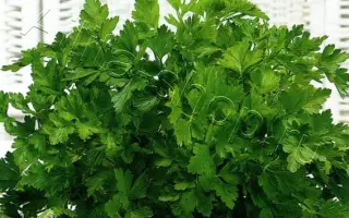 ПЕРВОМАЙСКАЯ