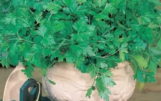 КРУЖЕВНИЦА