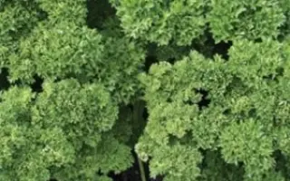 НЕЖНОЕ КРУЖЕВО