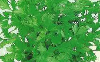 ЗЕЛЕНЫЙ ХРУСТАЛЬ